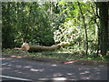 One of several trees being felled on Langhurst Common