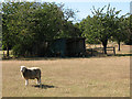 Sheep at Winterbourne