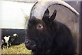 TQ9534 : Goat at Rare Breeds Centre, Woodchurch by Oast House Archive
