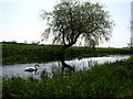 TA0954 : Swans at Foston Beck by Africa Gomez