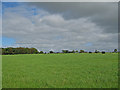 Silage Field, North Lissens