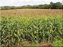 S5017 : Maize near Grange Station by David Hawgood