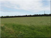 S5313 : Field of long grass near Carrigeen by David Hawgood