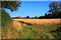 Wheat Field Near Potto Carr