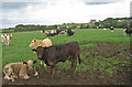 Cattle, near Benslie