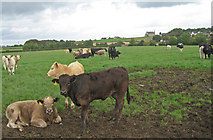 NS3343 : Cattle, near Benslie by wfmillar