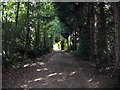 Sylvan Bridleway At Sapey Common