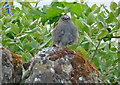 Dunnock (Prunella modularis)