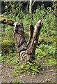 Carved trunks - Gelli Aur Country Park