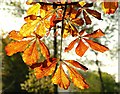 Autumn leaves near Ballymena (3)