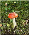 Roadside toadstool