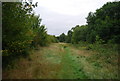 TQ5943 : Tunbridge Wells Circular Path in Castlehill Wood by N Chadwick