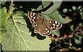 Butterfly near Cross Furzes