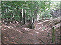 Bridleway in Plattershill Copse