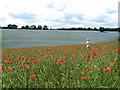 Picking Poppies near Little Gaddesden