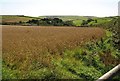 Barley at Huccombe