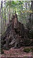 Remnant of a tree on Hollist Common