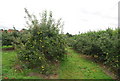 TQ6342 : Apple (Bramley) orchard, Pippin Farm by N Chadwick