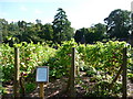 Mid Devon : Knightshayes Court, Allotment