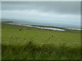 High grass road verge and grazing field