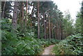 Conifers by the Tunbridge Wells Circular Path, Chase Wood