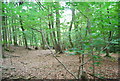 Woodland in Eridge Park by the Tunbridge Wells Circular Path