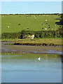 SN0639 : River, swan, kiln, cows, birds: Newport by Dylan Moore