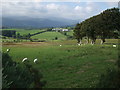 Fields above Bryn Betws near Llanddoged