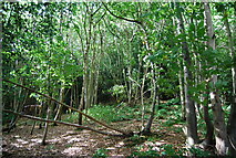 TQ5337 : Beech Wood, Groombridge by N Chadwick