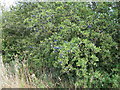 Plentiful sloes on Blackthorn bush