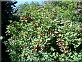 Guelder rose (Viburmum spulus), Tisbury