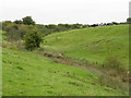 Cattle Grazing Near Birkin Brook