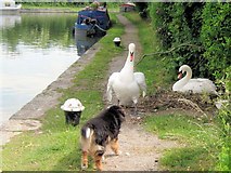 SP9114 : The towpath is closed to dogs by Chris Reynolds