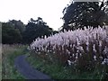 Cumbernauld, signs of Autumn