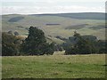 Above Stobs Wood