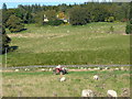 Shepherdess and sheep