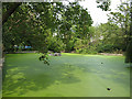 TQ3776 : Brookmill Park: lake with algal bloom by Stephen Craven