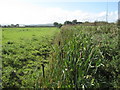 Bulrushes by the A5104