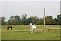 Horses on Napton Road Farm