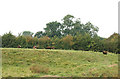 Sheep beside a bridleway south of Napton