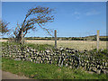 Stone wall by grazing land