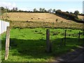 Cattle in field, Arvalee