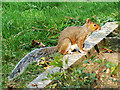 Grey squirrel, Radnor Street cemetery, Swindon