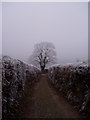 Tree by Car Park - Porth y Parc.