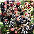 Brambles in autumn sunshine