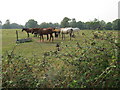 Horses at Lower Barn Farm