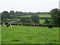 Cattle near Croscombe