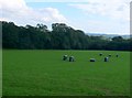 Field and Bales near Lower Strode