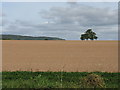 Huge Field, Bank Farm