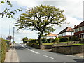 Oak tree, Christchurch Road, Newport